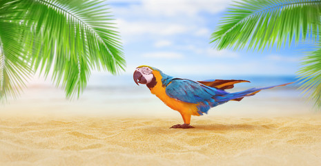 Papagai on vacation at the beach