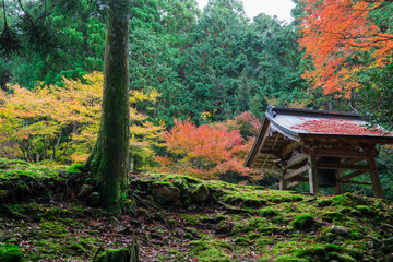 京都　大原　来迎院の紅葉