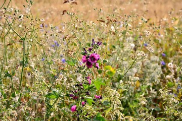 field of wild flowers