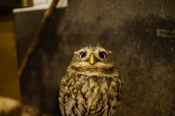 フクロウ　梟　Owl