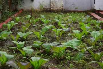 Field crops leading to a farm house
