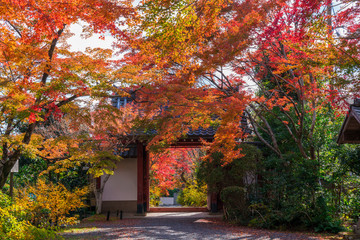 京都　常称寺の紅葉