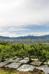 Plakat 日本・6月の山梨県、梅雨の晴れ間の桃畑と甲府盆地