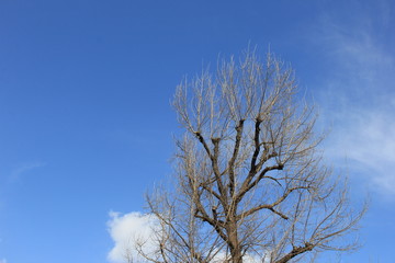 葉の落ちた木と青空