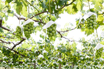 日本の山梨県・7月、収穫直前のブドウ