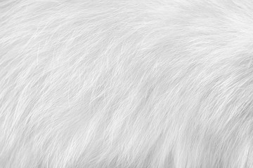 Cat fur animal skin , White or gray surface soft smooth light hair background