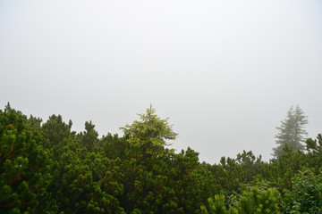 Fototapeta premium Misty morning in the alpine mountains. Bavaria, Germany. Mystical natural background