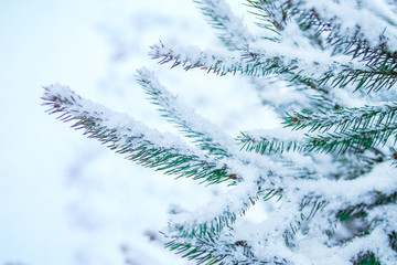 winter tree in park background