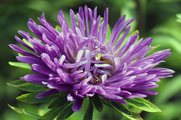 Violet Chandramallika Flower Close Up