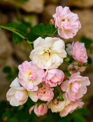 Blooming pink roses on branches in the garden, nobody
