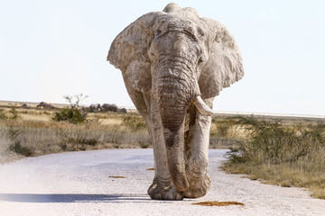 Elefant auf der Straße