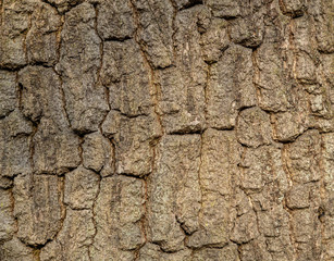 grey texture of tree bark