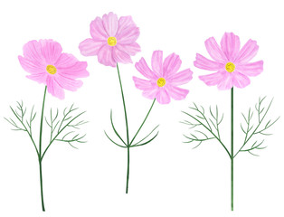 Set Cosmea flowers watercolor botanical illustration
