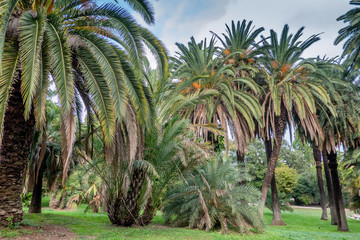 Fototapeta na wymiar Palm trees in Botanical Garden in Trastevere, Rome Italy