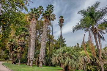 Palm trees in Botanical Garden in Trastevere, Rome Italy