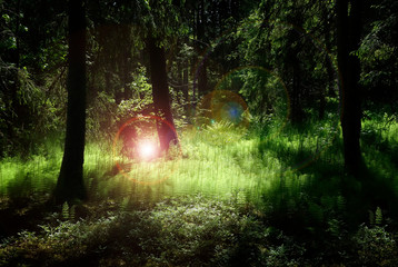 Deep forest with lush green plants enlightened by mysterious light and flares. - 315309506