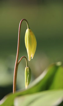 The delicate unfurling flower heads of Erythronium tuolumnense 'Pagoda' in the spring. Also known as Dog tooth Lily.