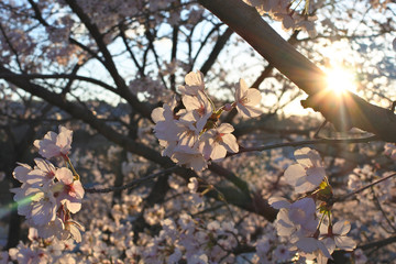 夕日とさくら