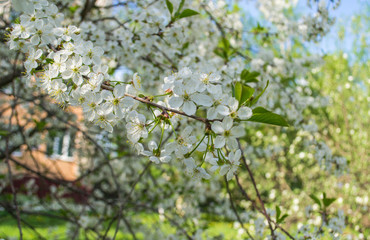 cherry blossom gardens in spring, blossoming garden, 