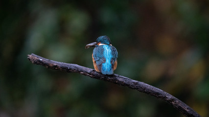Martin pescatore a caccia