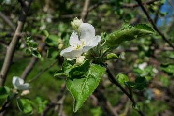 apple tree blossom, aroma, aromatherapy, autumn, background, beautiful, beauty, blooming, blooming apple tree, blossom, bright, closeup, color, colorful, environment, fall, flora, floral, flower, foli