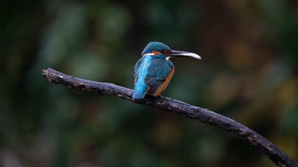 Martin Pescatore a caccia