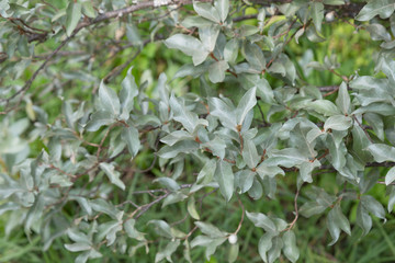 Elaeagnus commutata, the silverberry or wolf-villas pale green leaves