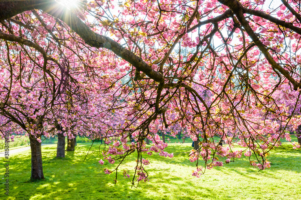 Wall mural Branches of a blossoming Japanese cherry tree laden with clusters of pink flowers in a grassy meadow by a sunny spring afternoon.