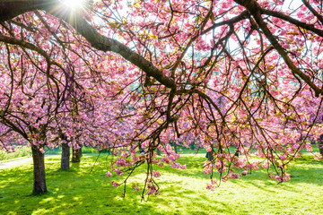 Branches of a blossoming Japanese cherry tree laden with clusters of pink flowers in a grassy...