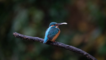 Martin Pescatore a caccia