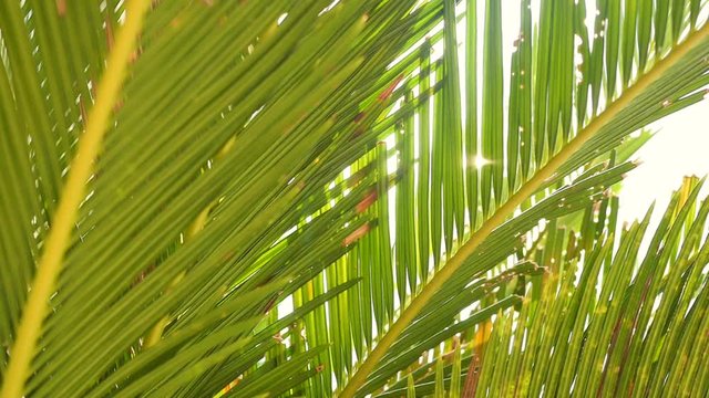 Camera moving shot of tropical coconut palm tree with beautiful sunlight glimmering through green leaves in slow motion. Nature, environment and relaxation concepts.