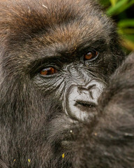 Portrait of a mountain gorilla, silverback, found while tracking gorillas. Close up of face. Africa