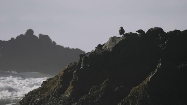 Two oyster catcher sea birds on rock cliff pacific ocean waves in background 