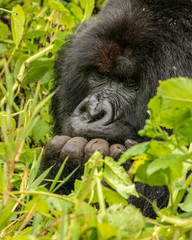 Portrait of a mountain gorilla, silverback, found while tracking gorillas. Close up of face. Africa