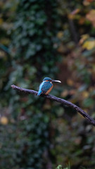 Martin Pescatore a caccia