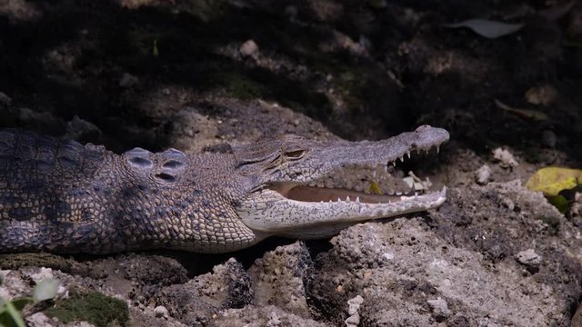 The Wild Estuarine Crocodile Peacefully Lying With Its Mouth Slightly Open Under The Heat Of The Sun - Close Up Shot