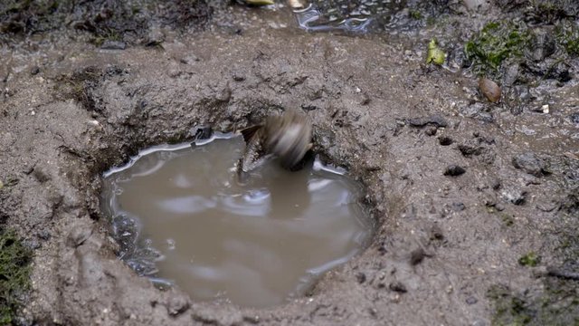 A Mud Skipper Swimmed Into A Pool Of Muddy Water - Close Up Shot