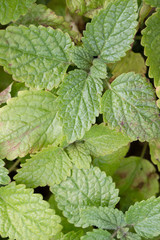 Leaves Melissa officinalis, Melissa officinalis. Close-up, background, top view.