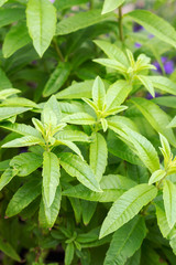 Lemon verbena - Aloysia triphylla