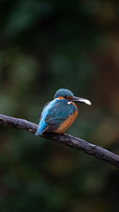 Martin Pescatore a caccia