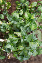 Rungia klossii, Mushroom plant,  ispol'zuyetsya v kulinarii.24/5000.used in cooking