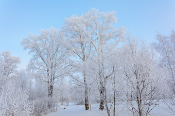 Beauty of nature in winter