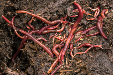 A lot of live earthworms in the manure, background. Earthworms for Fishing or Compost
