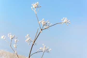 Beauty of nature in winter