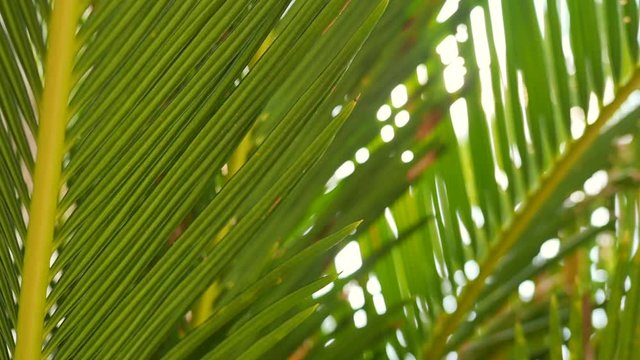 Moving shot of beautiful sunlight glimmering through tropical green leaves of coconut palm tree in slow motion. Nature, environmental and relaxation concepts.