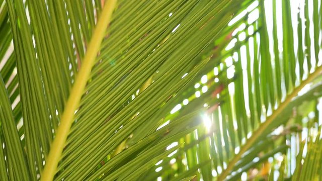 Slow motion moving shot of tropical coconut palm trees with beautiful sunbeam glimmering through green leaves in Asia, Thailand. Ecosystem, environmental and relaxation concepts.