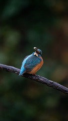 Martin Pescatore a caccia