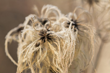 Closeup macro shot of withered flowers covered in beautiful ice crystals