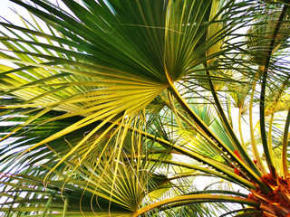 Obraz na płótnie Canvas palm tree texture