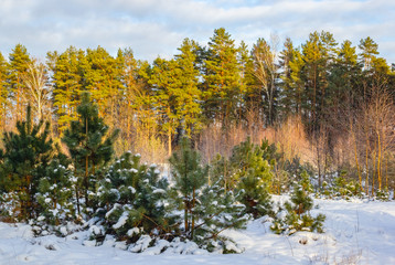 A nice view of the cold, sunny winter day in the forest. The new pines is covered with frost. The...
